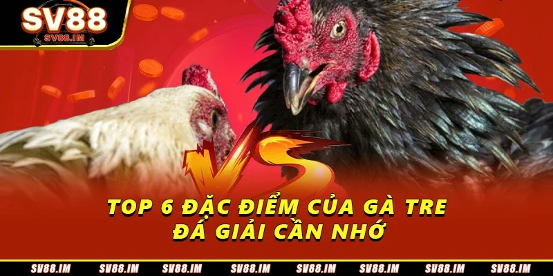 Gà Tre Đá Giải - Đặc Điểm Và Những Giải Đấu Được Quan Tâm 2 Top 6 đặc điểm của gà tre đá giải cần nhớ
