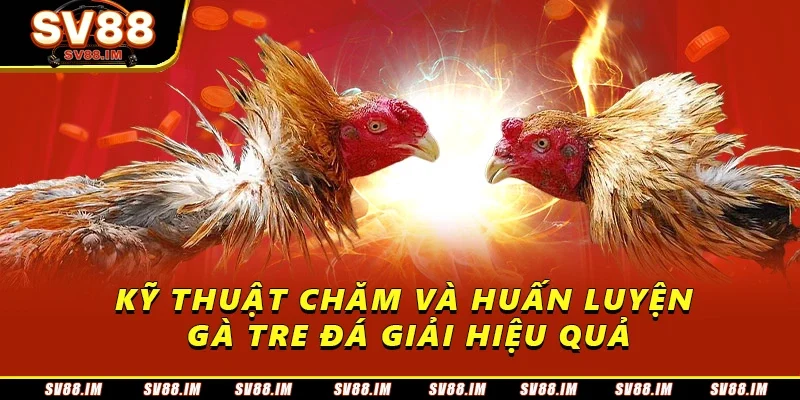 Gà Tre Đá Giải - Đặc Điểm Và Những Giải Đấu Được Quan Tâm 3 Kỹ thuật chăm và huấn luyện gà tre đá giải hiệu quả