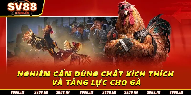 Luật Đá Gà Online - Quy Tắc Cơ Bản Và Những Điều Cần Lưu Ý 4 Nghiêm cấm dùng chất kích thích và tăng lực cho gà