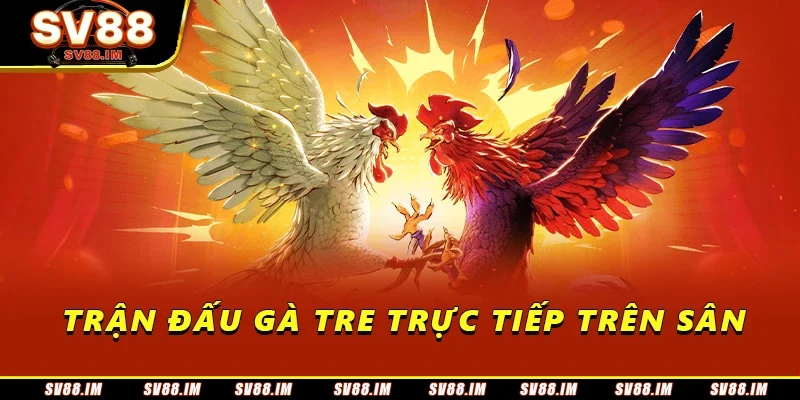 Đá Gà Tre - Tìm Hiểu Về Trải Nghiệm Tại Sân Chơi Siêu Hot 1 Trận đấu gà tre trực tiếp trên sân
